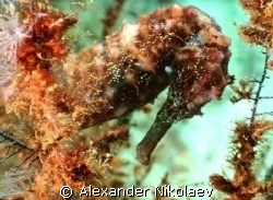 Seahorse. Camera Canon 40D. by Alexander Nikolaev 